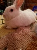 Ruby My bratty bunny Ruby.